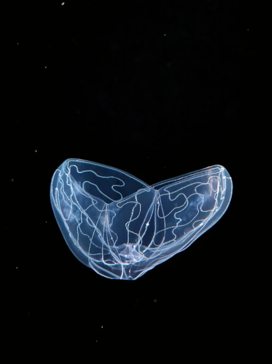 this is an image of jellyfish in the water