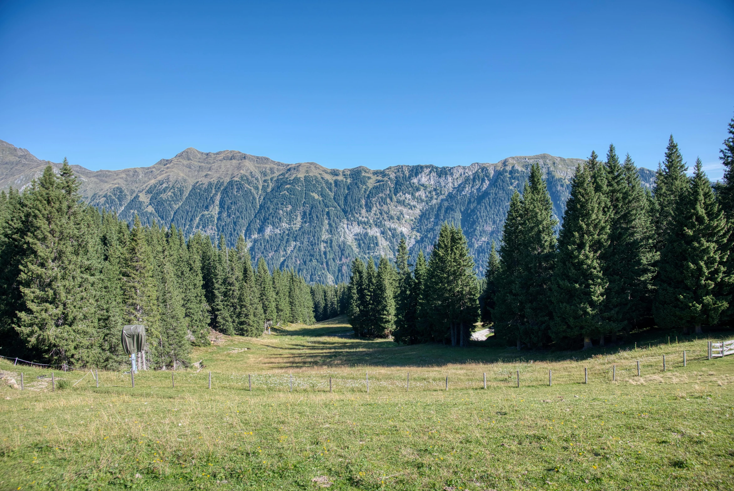 a field surrounded by tall trees with mountains in the background