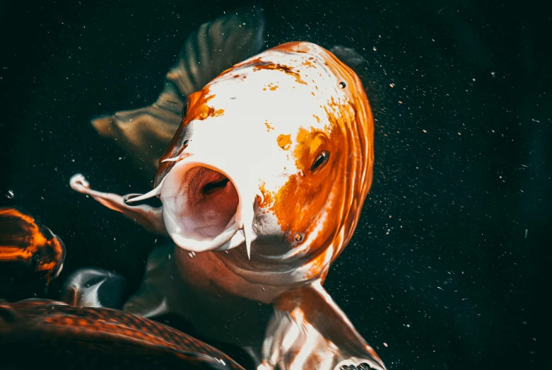 a close up of a fish with its mouth open