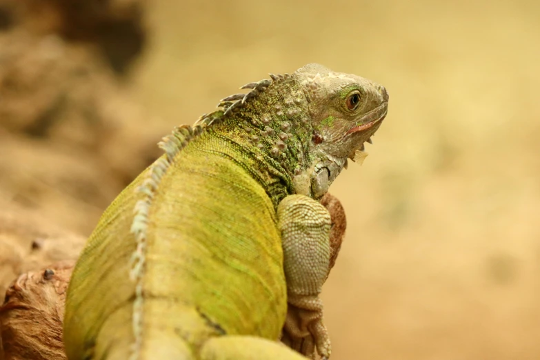 an iguana stands up while looking into the distance