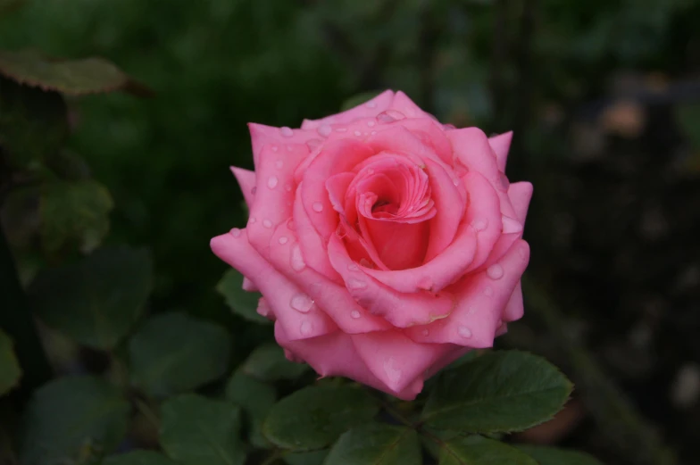 the rose bud is pink in color