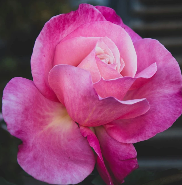 a pink rose is pictured in full bloom