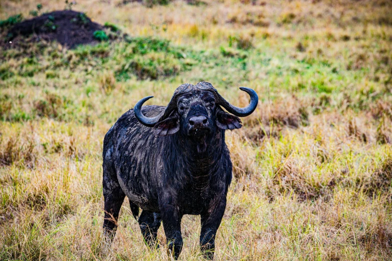 the water buffalo is standing in tall grass