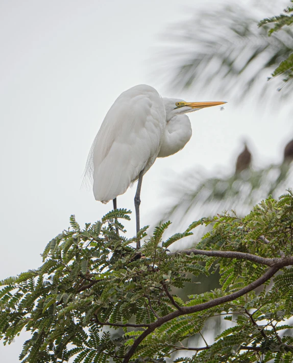 a bird with long beak perched on top of a tree