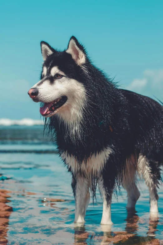 a black and white dog standing in shallow water