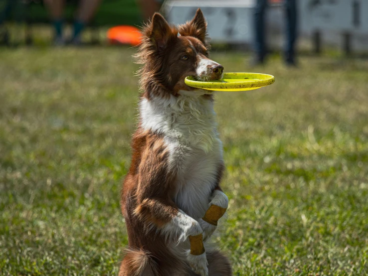 a dog in the air with a frisbee in its mouth