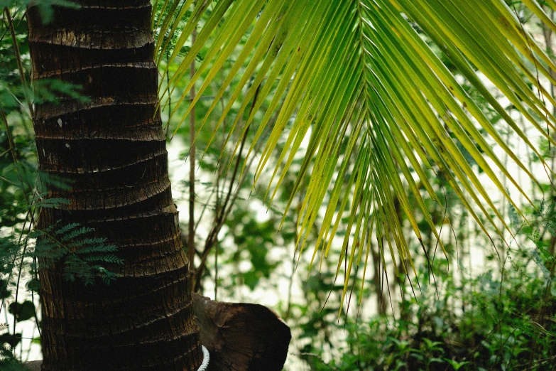 the animal is under a large palm tree