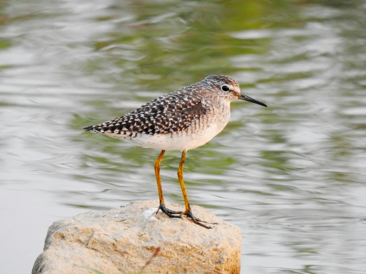 a small bird is standing on top of a rock