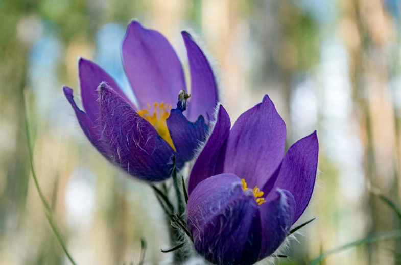 there are two purple flowers in the foreground