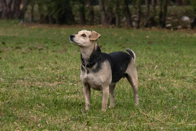 a small black and grey dog stands in the grass