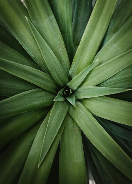 the leaves of a plant are in a circle