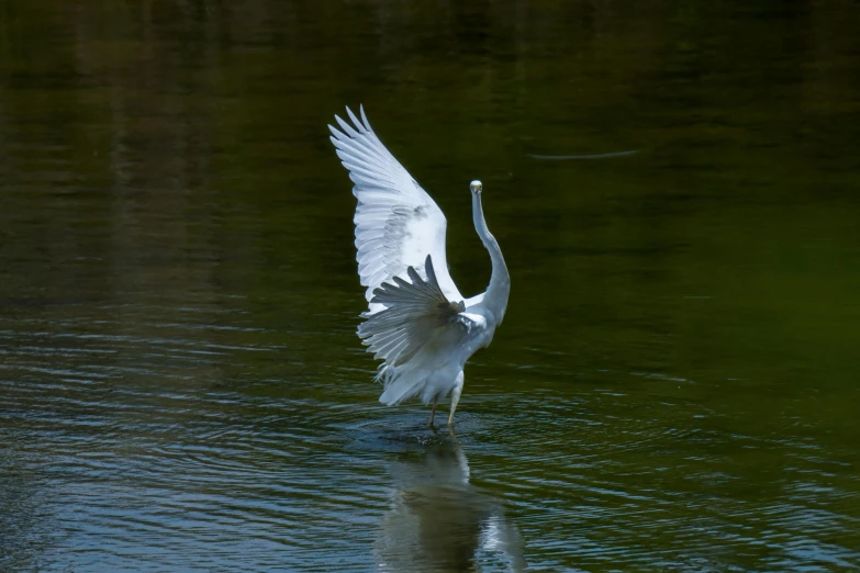 a bird that is flying low over the water