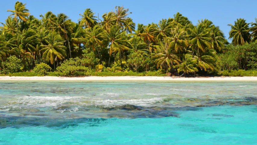 palm trees near the water in a tropical island