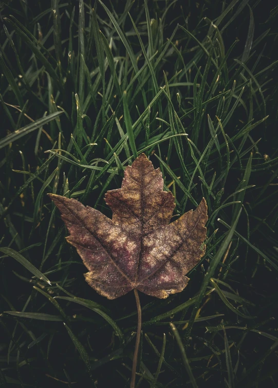 an orange leaf sitting in the grass with drops of water on it