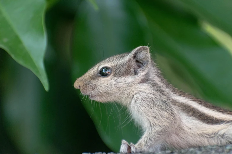 an image of a small animal sitting in the dirt