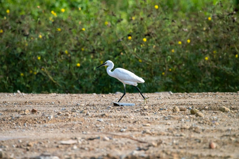 a white bird with a black foot walks on the ground