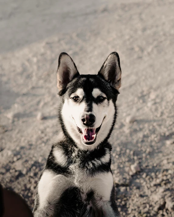 a husky looking at the camera with his tongue out