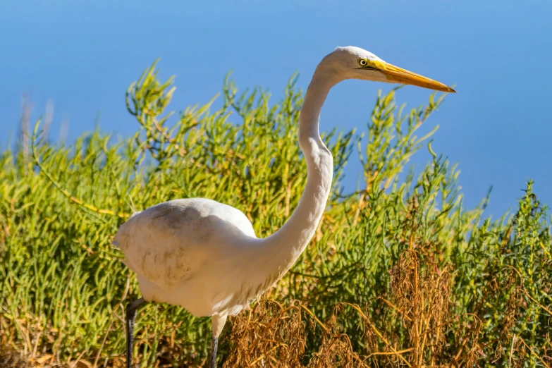 there is a large white bird standing in the brush