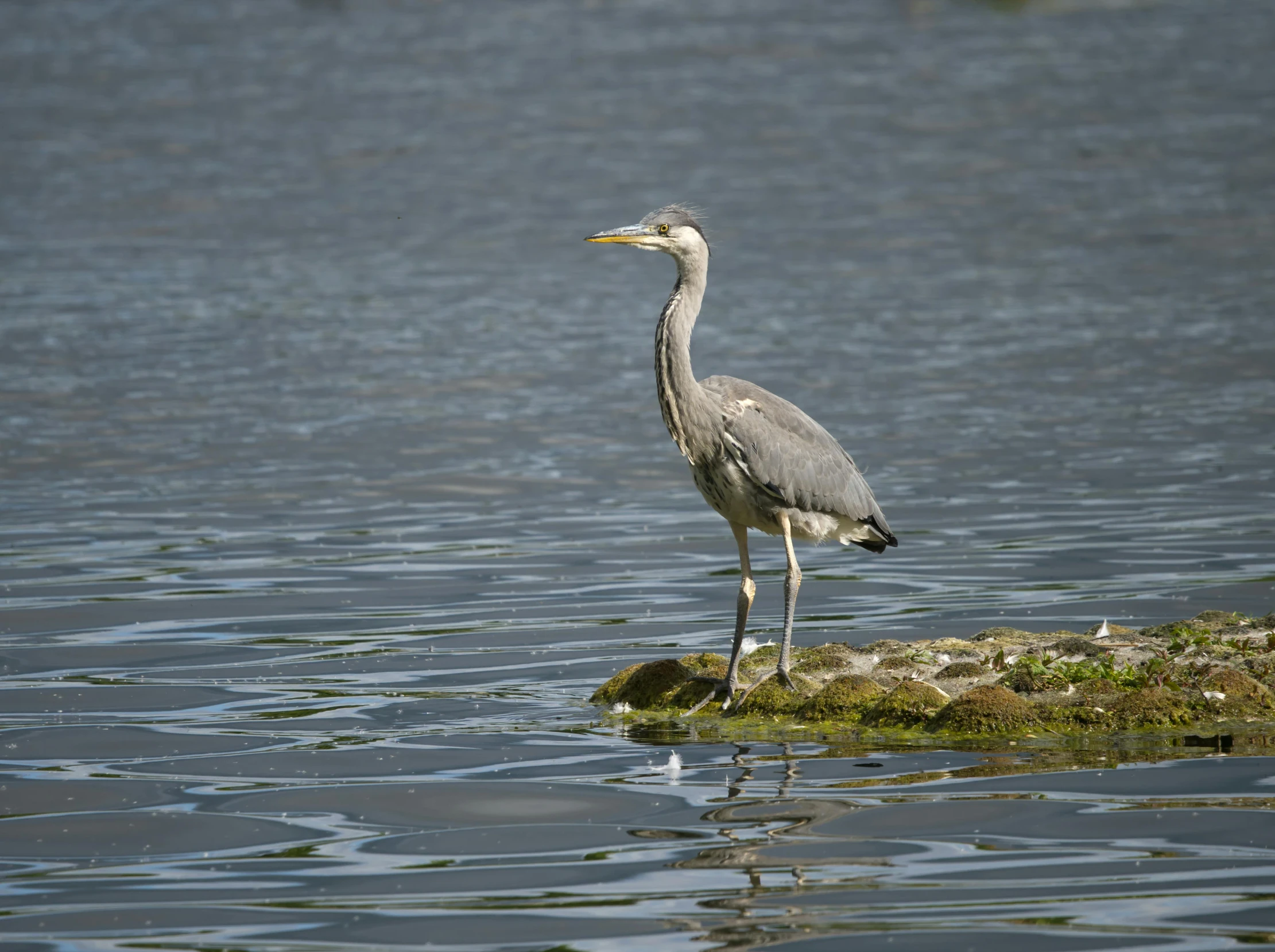 the bird is standing in the water alone