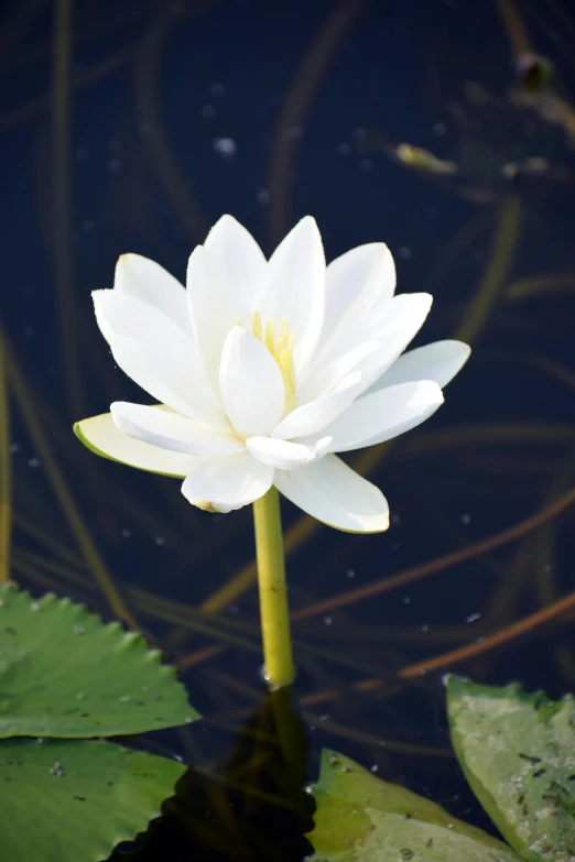 a water lily floats in a pond filled with water lilies