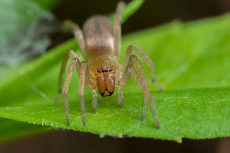 a spider sits on a green leaf looking at the camera