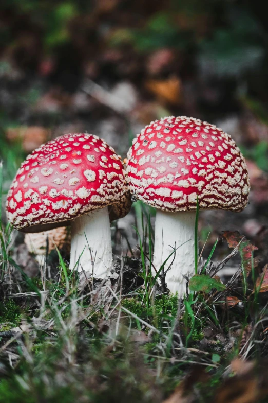 two mushrooms sit in a grassy area near grass