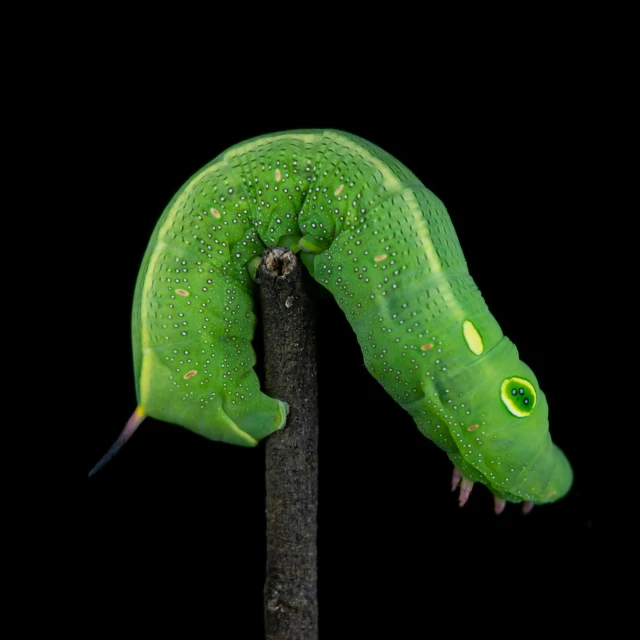 an extreme closeup of a bright green lizard