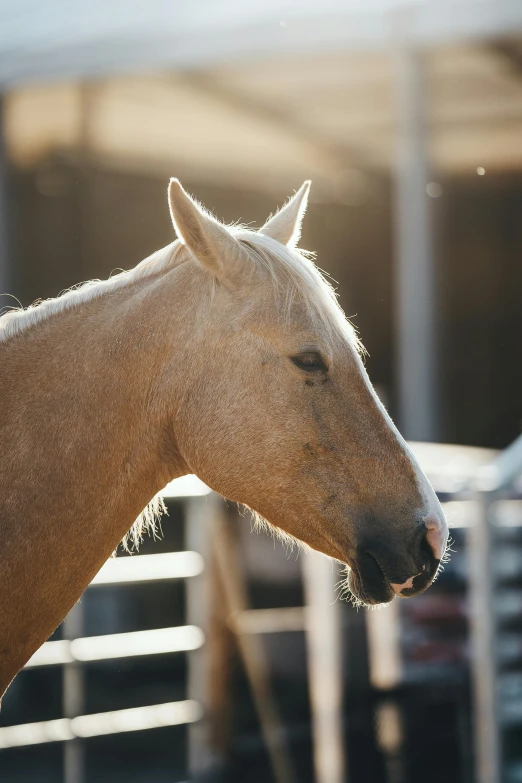 a horse is shown in the middle of its pen