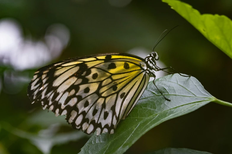a yellow black and white erfly on a leaf
