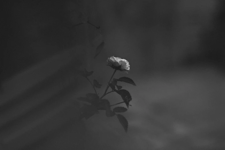 the lone flower is growing in the dark