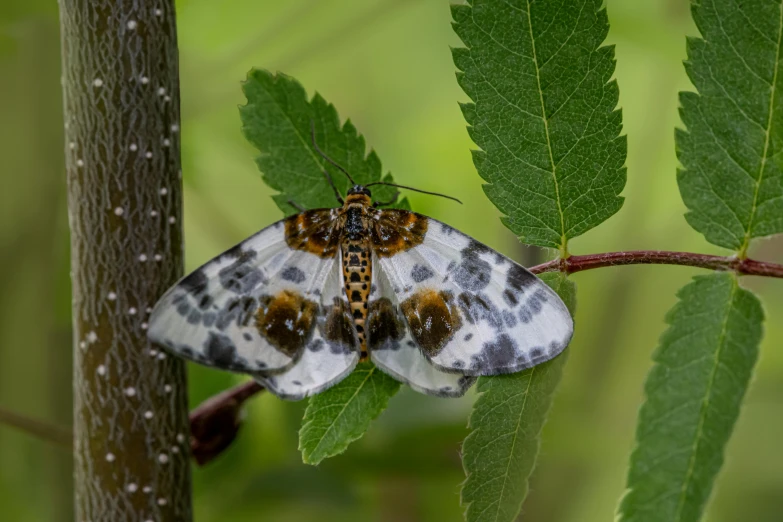 the white and brown moth is resting on a leaf