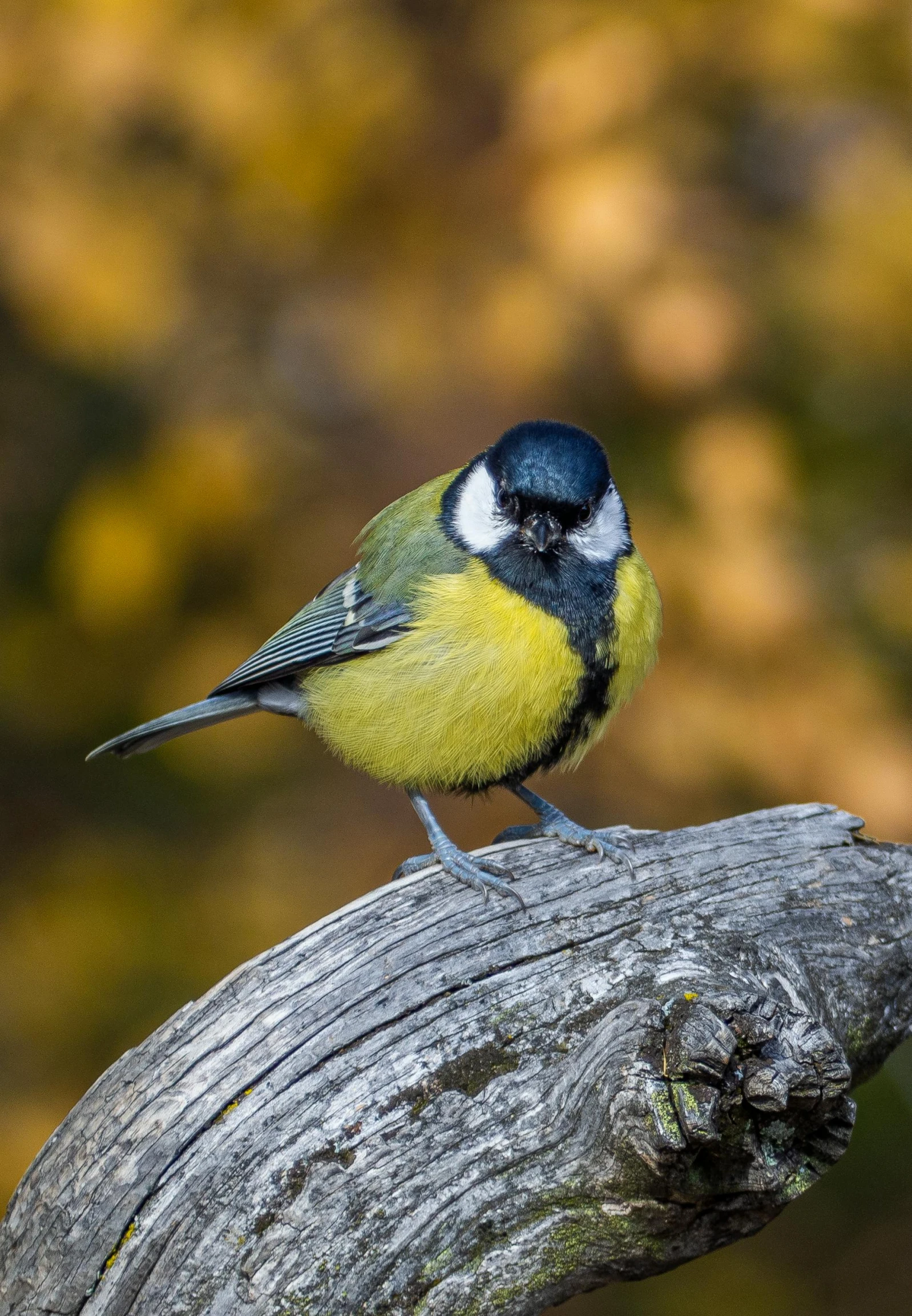 a bird sitting on a tree nch in the wild