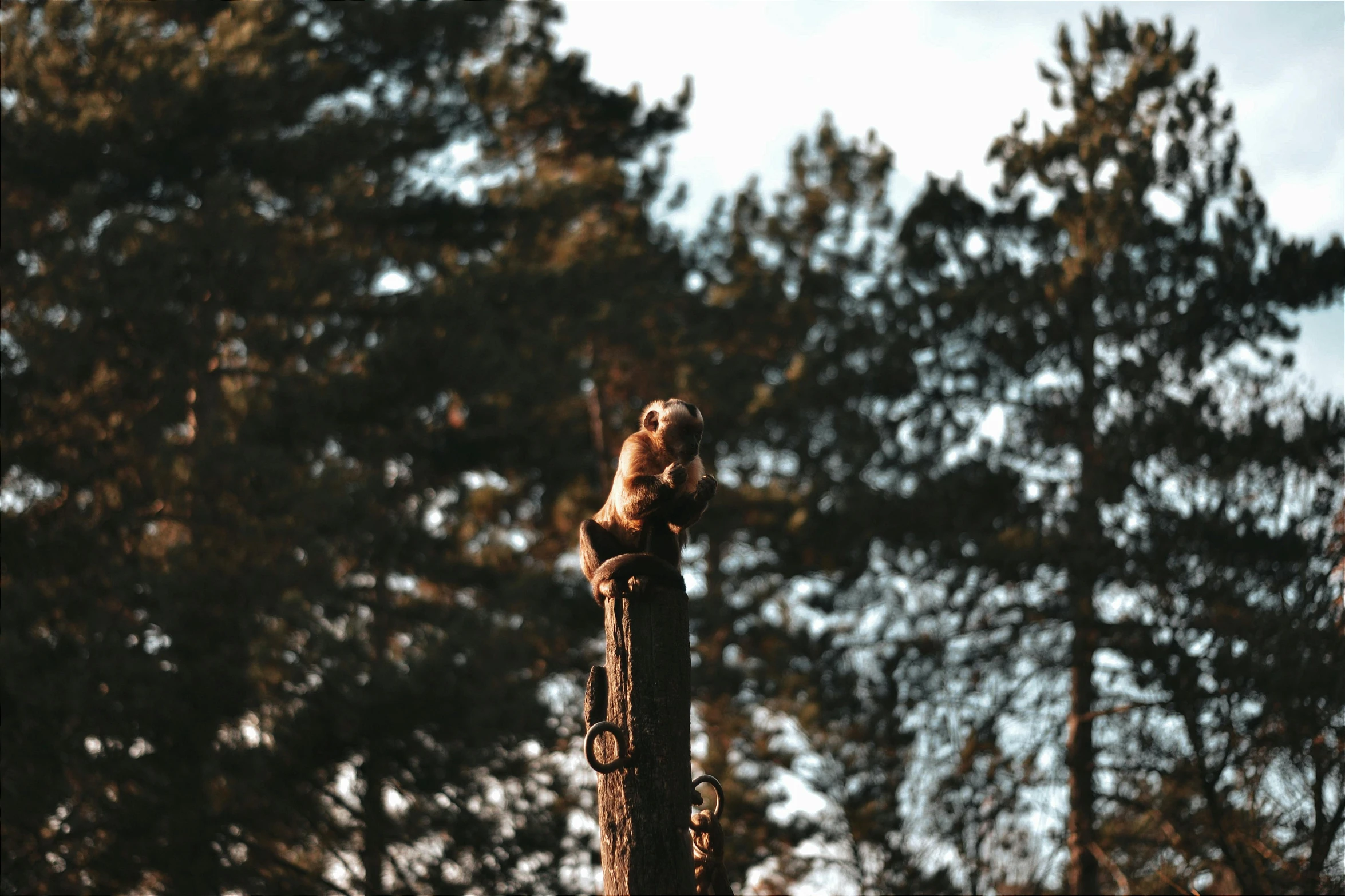 a tall pole is surrounded by some trees