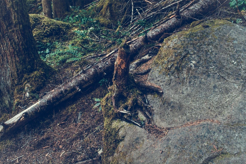 a fallen log on top of a rock in the woods