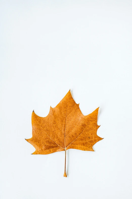 a leaf that is lying down on a white surface