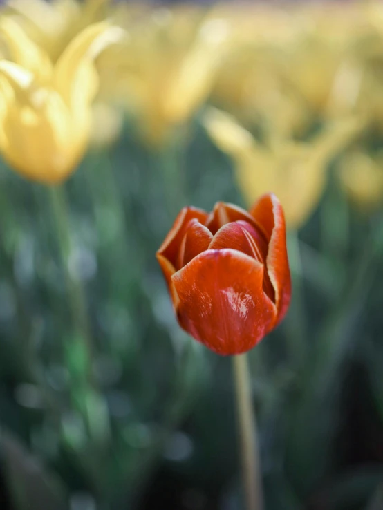 an orange flower on the stem of a plant