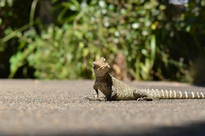 a lizard with its head on the ground