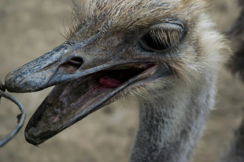 an ostrich with it's head up with its mouth wide open