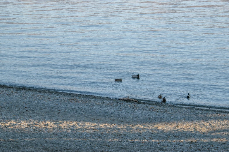 some ducks are in the water on a beach