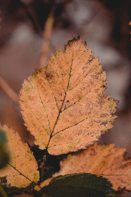 the close up po shows some leaf on a tree