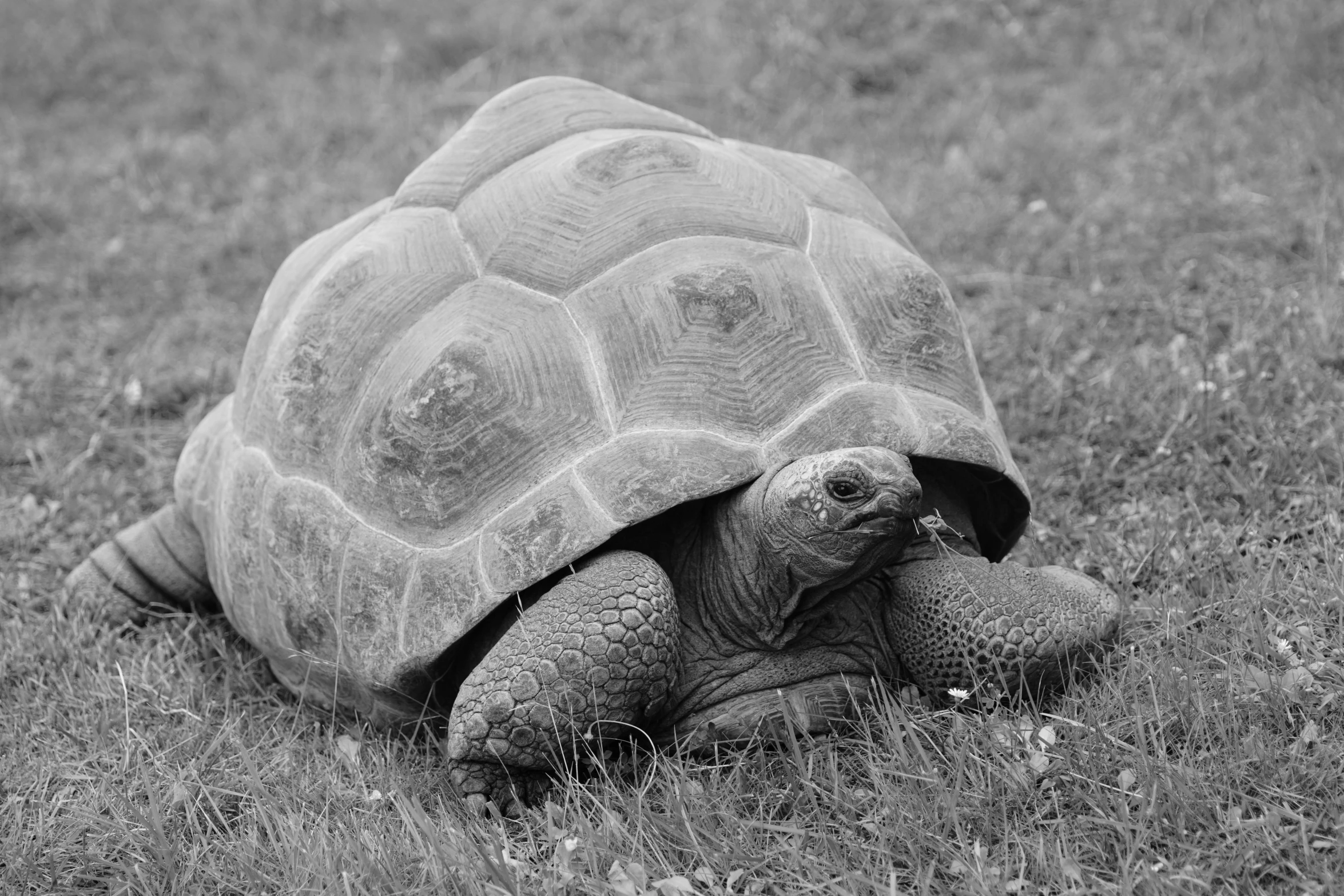 a large turtle that is laying on some grass