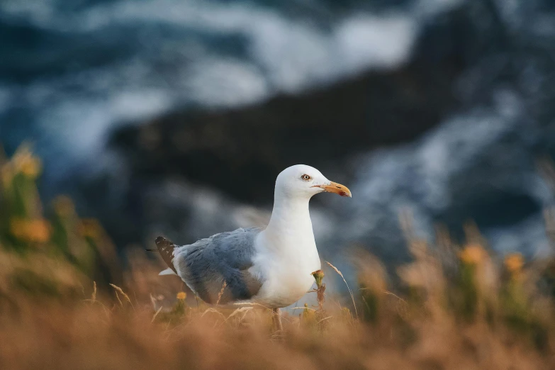 a large white and gray bird standing next to a large body of water