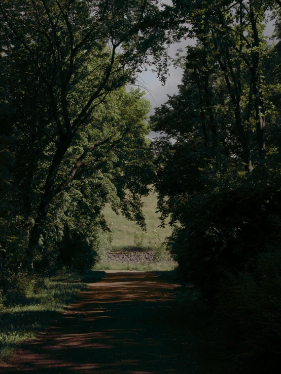 a view down the road with trees over the top of the road