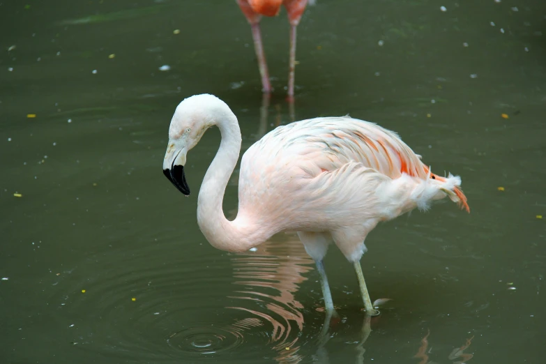 a pink flamingo and its reflection in the water