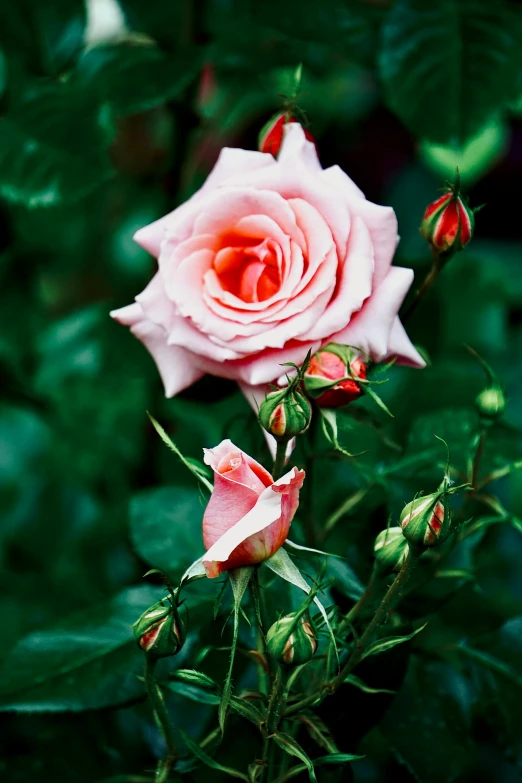 two pink roses with green leaves around them