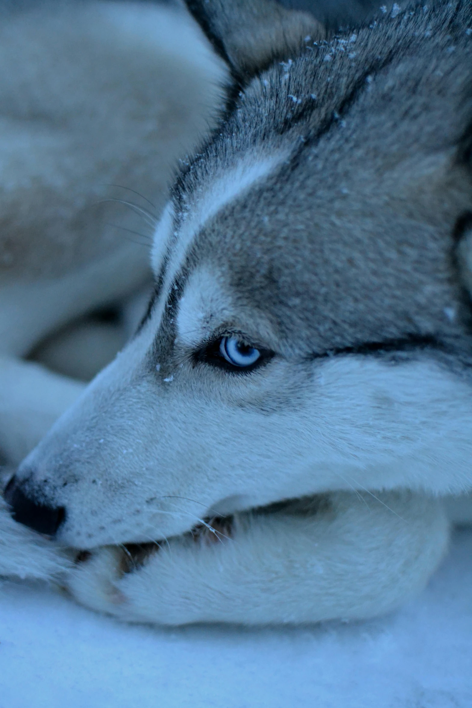 a husky dog laying down in the snow with blue eyes