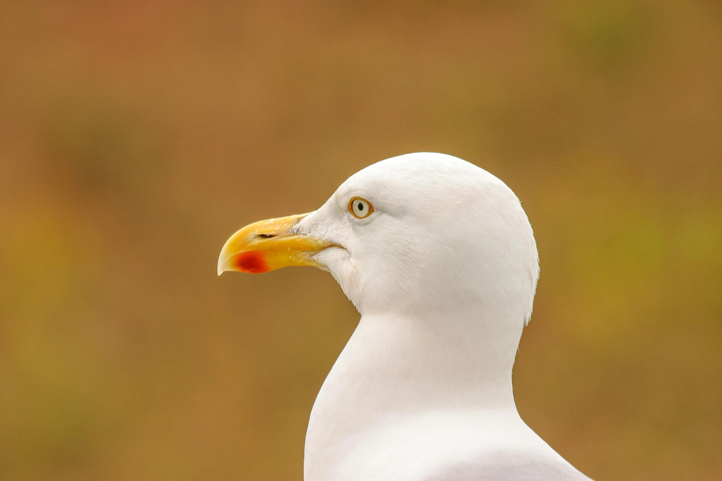 a close up view of a bird with a red bill