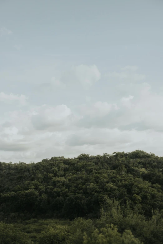 a grassy hill with trees and a tree top