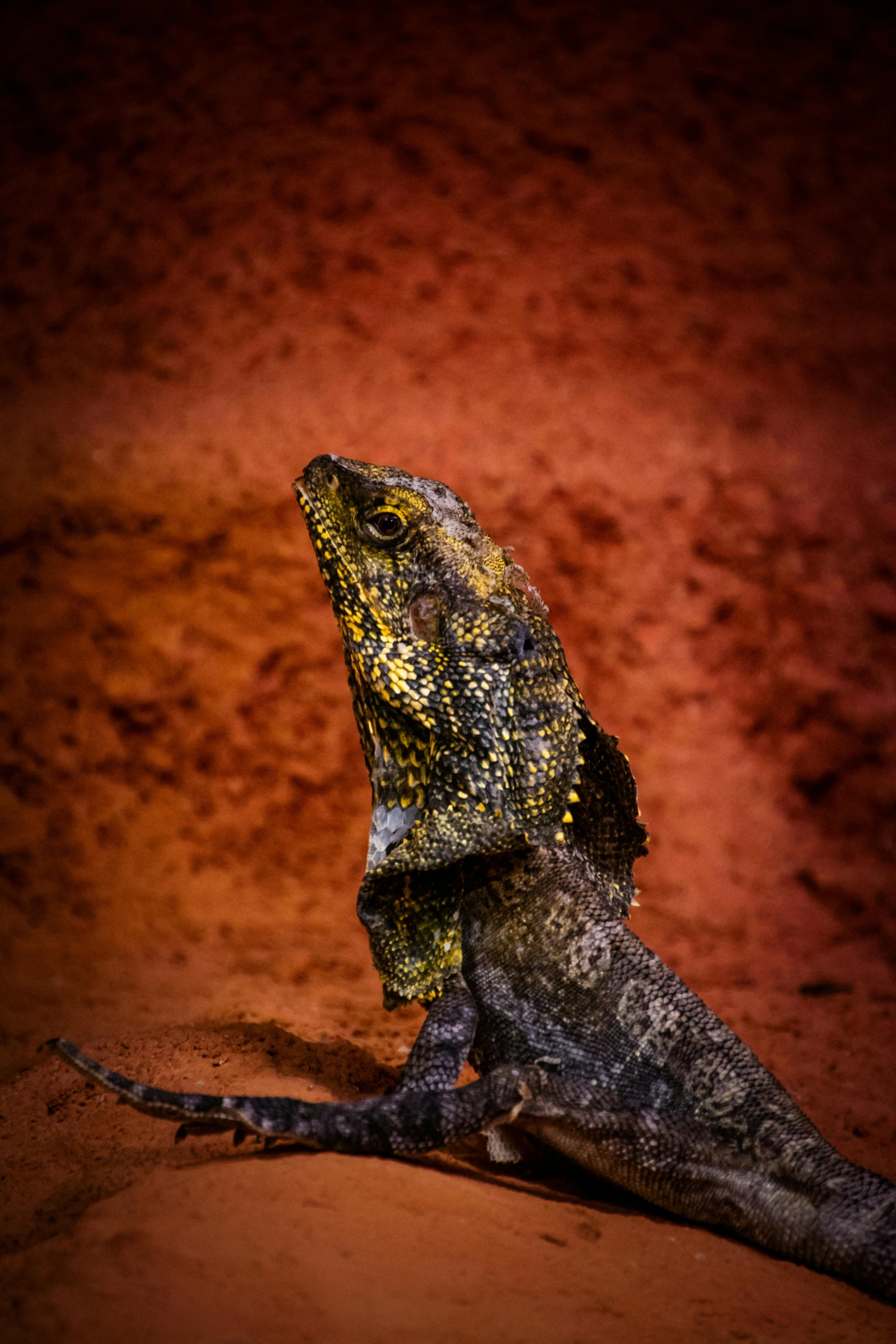 a small lizard laying on the ground outside