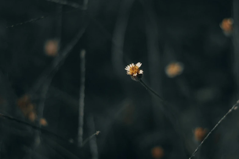 the little flowers are in the middle of the weeds